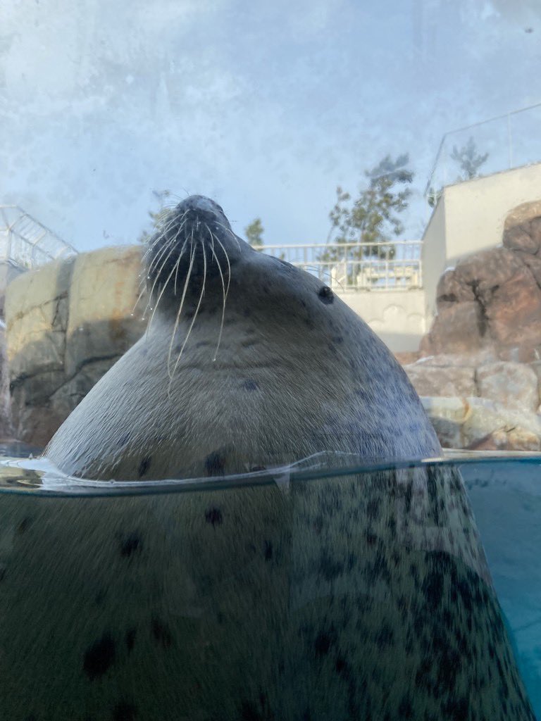 昨日よしこさんとSSSS映画2回目キメてきました   水族館も行った    描き下ろしイラストたくさんありがとう    よもゆめに頭ぐーってされるコラも作ってもらいました!(?) 