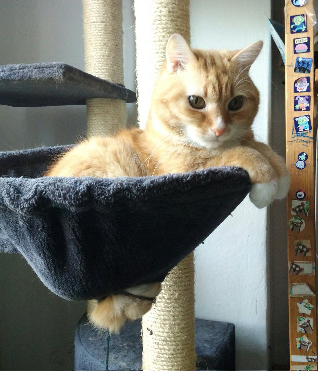 Pokud jsou kočky tekutý, tak z toho škrabadla za chvilku vyteču!