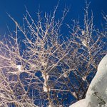 ツイートに含まれる画像