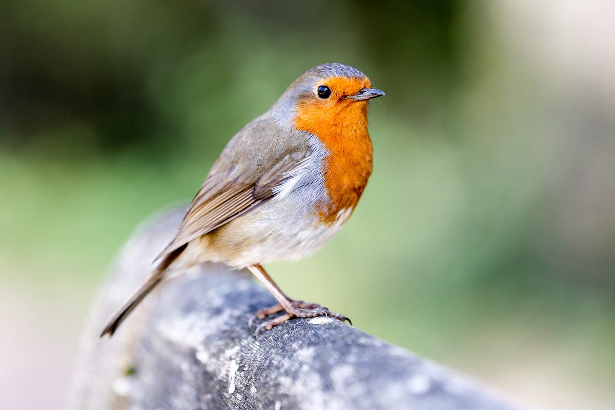 Pet_Connection's tweet image. No bird touches as many hearts all over Ireland &amp;amp; the UK as the humble, beautiful Robin. Have you been lucky enough to see any on this year's @Natures_Voice #BigGardenBirdwatch?
