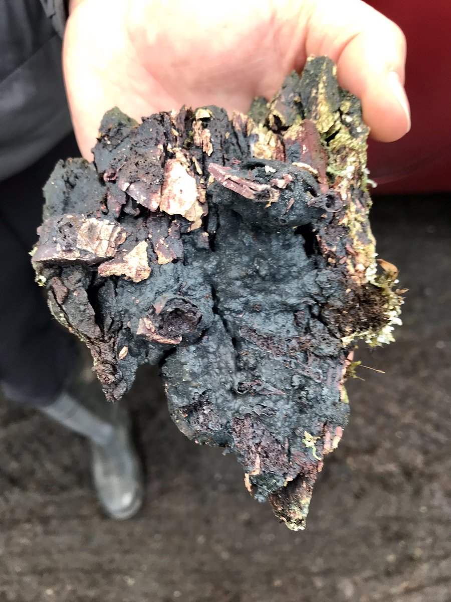 coal_legacies's tweet photo. Out with @DrJohnMacUoG at the former Carnock Colliery #Cowie looking for #coal spoil that has formed into conglomerate lumps of hard rock. Pics are of paper and iron wastes. If any of our followers spot this process please post grid reference and image 🙂
#waste #lithification https://t.co/dvlRFD0b7O