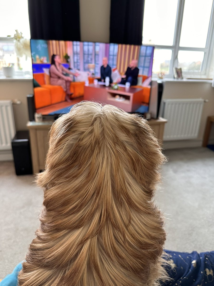 Watching @SundayBrunchC4 😂🐾 #Stanley #NorfolkTerrier #SundayBrunch