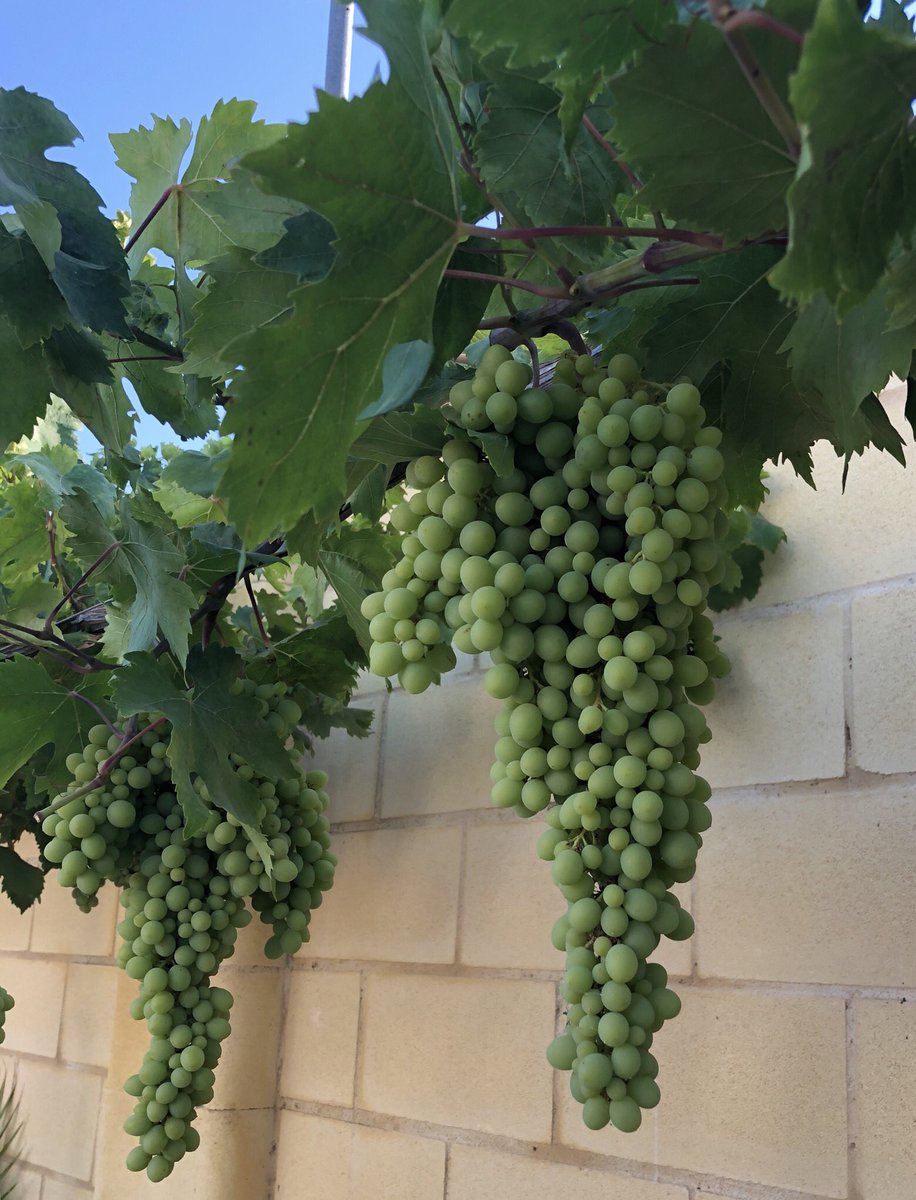 ruben_corella's tweet image. #sundayvibes #sundaypics #fotos #garden #jardin #uva #uvas #vid #viñedo #plantas #uvaverde #uvasverdes #parra #veganfood #fruits #fruta #green #grapes #cosecha #vendimia #art #nature