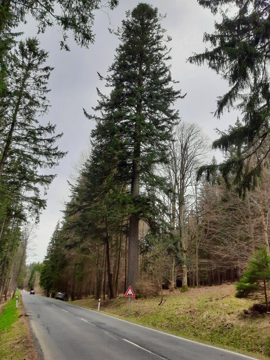 LesyCR_'s tweet photo. Vévodkyně je oficiálně nejmohutnější jedle v ČR. Při posledním měření byla zjištěna výška 47 m a obvod kmene 473 cm. Její stáří se odhaduje na 240 let. Nachází se v údolí Bílé Opavy u silnice mezi Karlovou Studánkou a Ludvíkovem v Moravskoslezském kraji. @KrajMsk https://t.co/lkI6QbFvu1