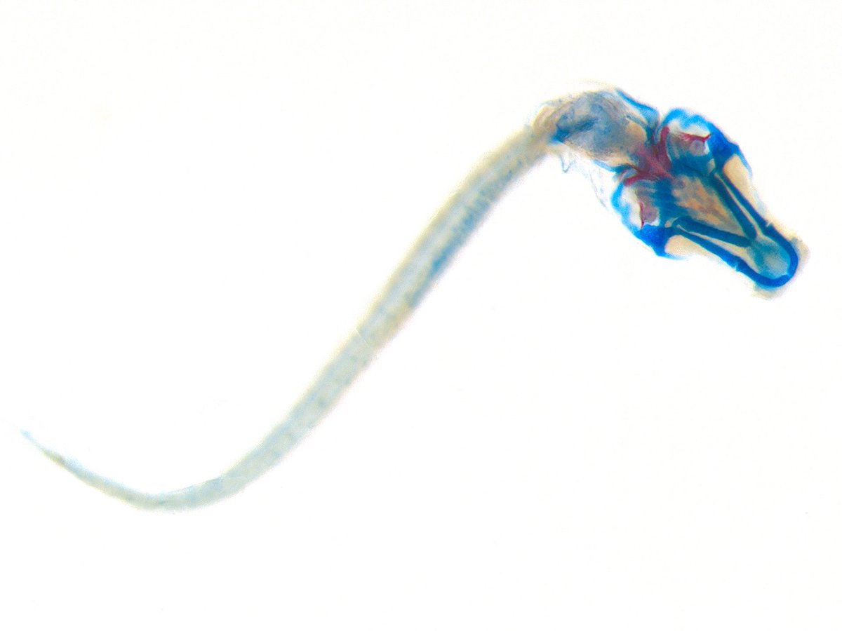 10-day-old zebrafish larva stained for cartilage (blue) and bone (red). Credit to <a href="/adricuevas_8/">Adrián</a>. #ZebrafishZunday