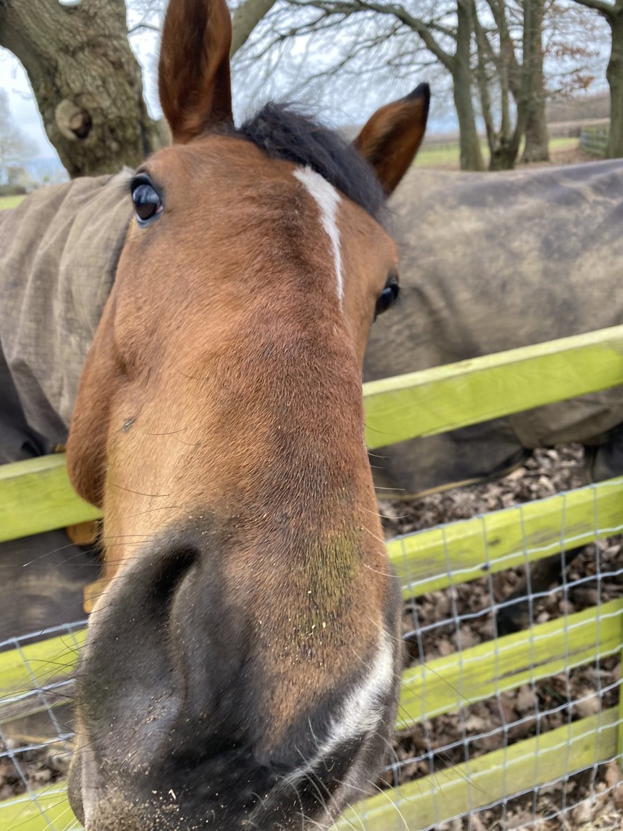 Towny1970's tweet image. Said hi to this beauty on this mornings ride out, nice way to spend 5 minutes . #ridelife