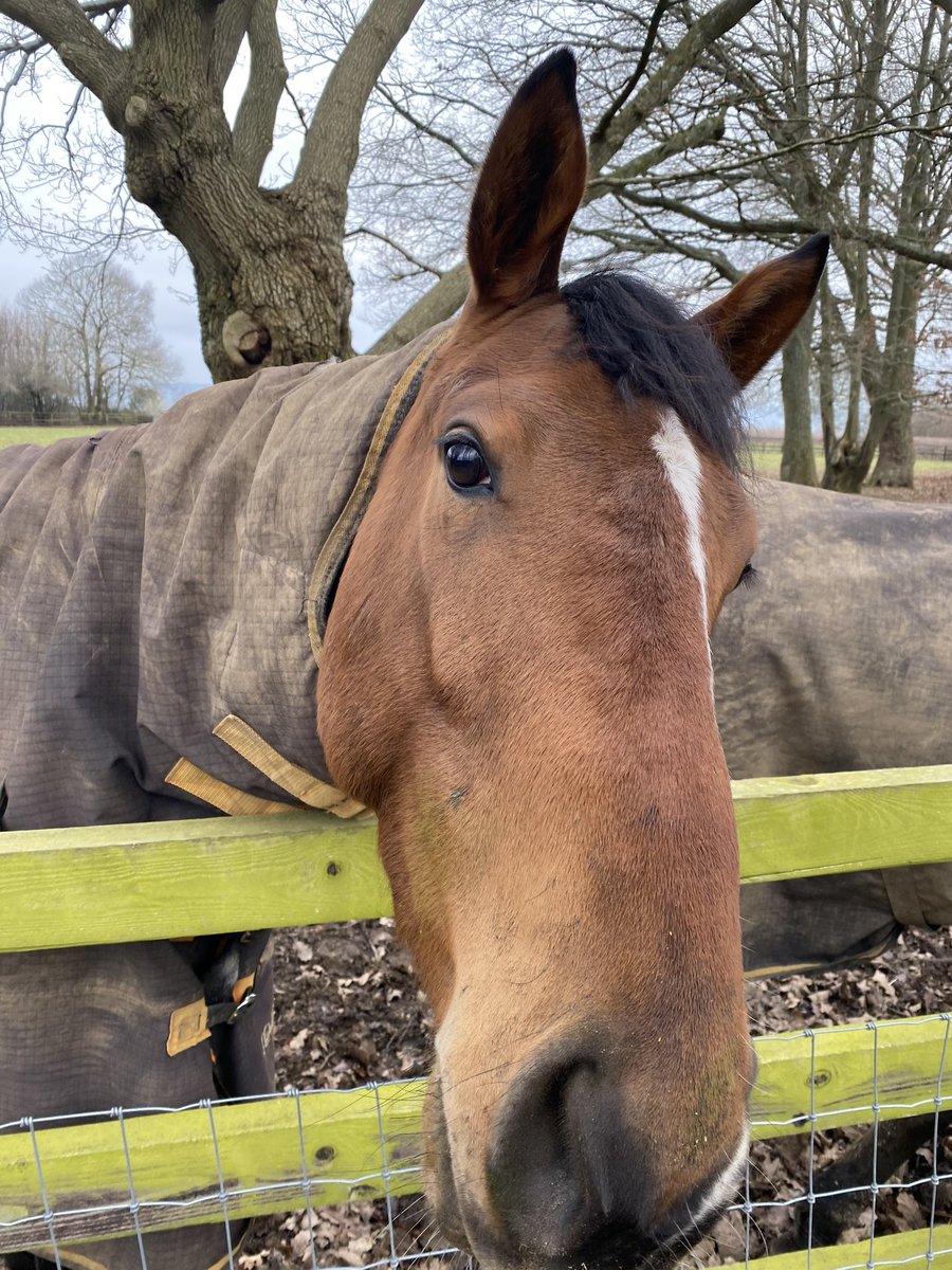 Towny1970's tweet image. Said hi to this beauty on this mornings ride out, nice way to spend 5 minutes . #ridelife