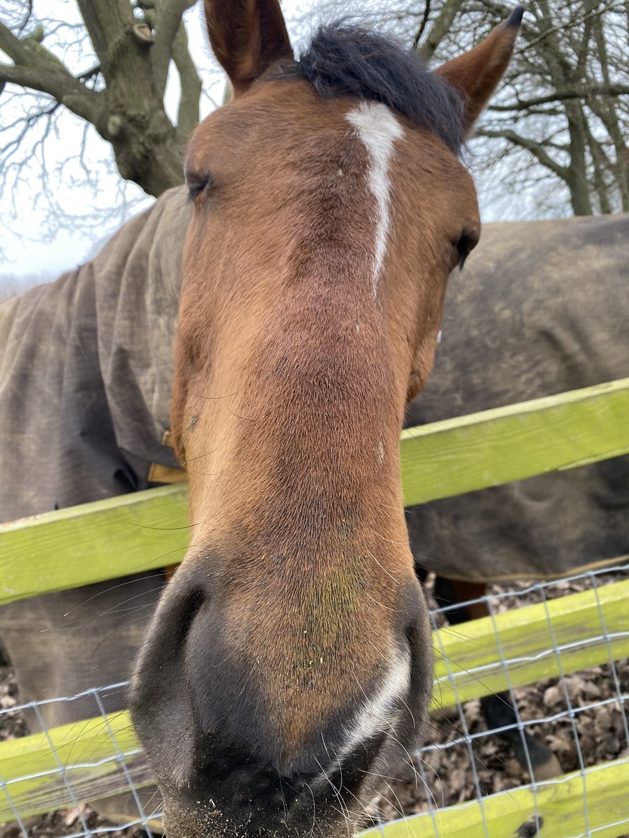 Towny1970's tweet image. Said hi to this beauty on this mornings ride out, nice way to spend 5 minutes . #ridelife