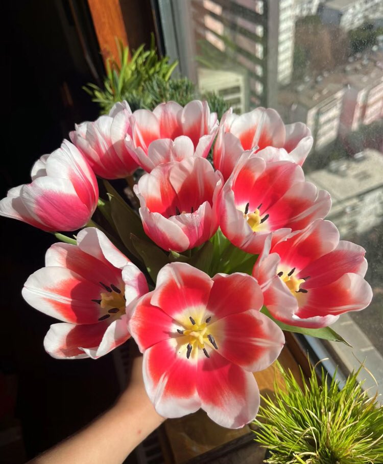 piinkibun's tweet photo. so pretty https://t.co/FEQS89oMvY