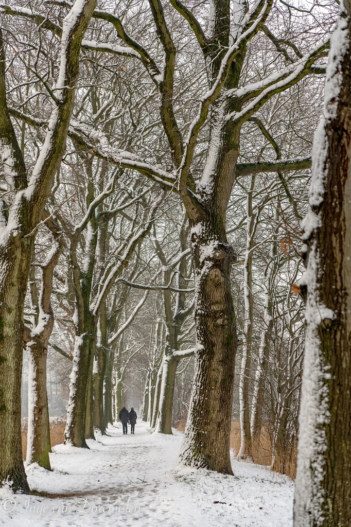FAKLumen's tweet photo. Goirle kleurde wit. Het trambaantje veranderde van fietspad in een prachtig winters wandellaantje. Wandelaars genieten zichtbaar van al het moois.
Foto: Inge van Doremalen @gemeente_goirle @CentrumGoirle @SteengoedGoirle @ccjanvanbesouw https://t.co/cB8I8kOg2E