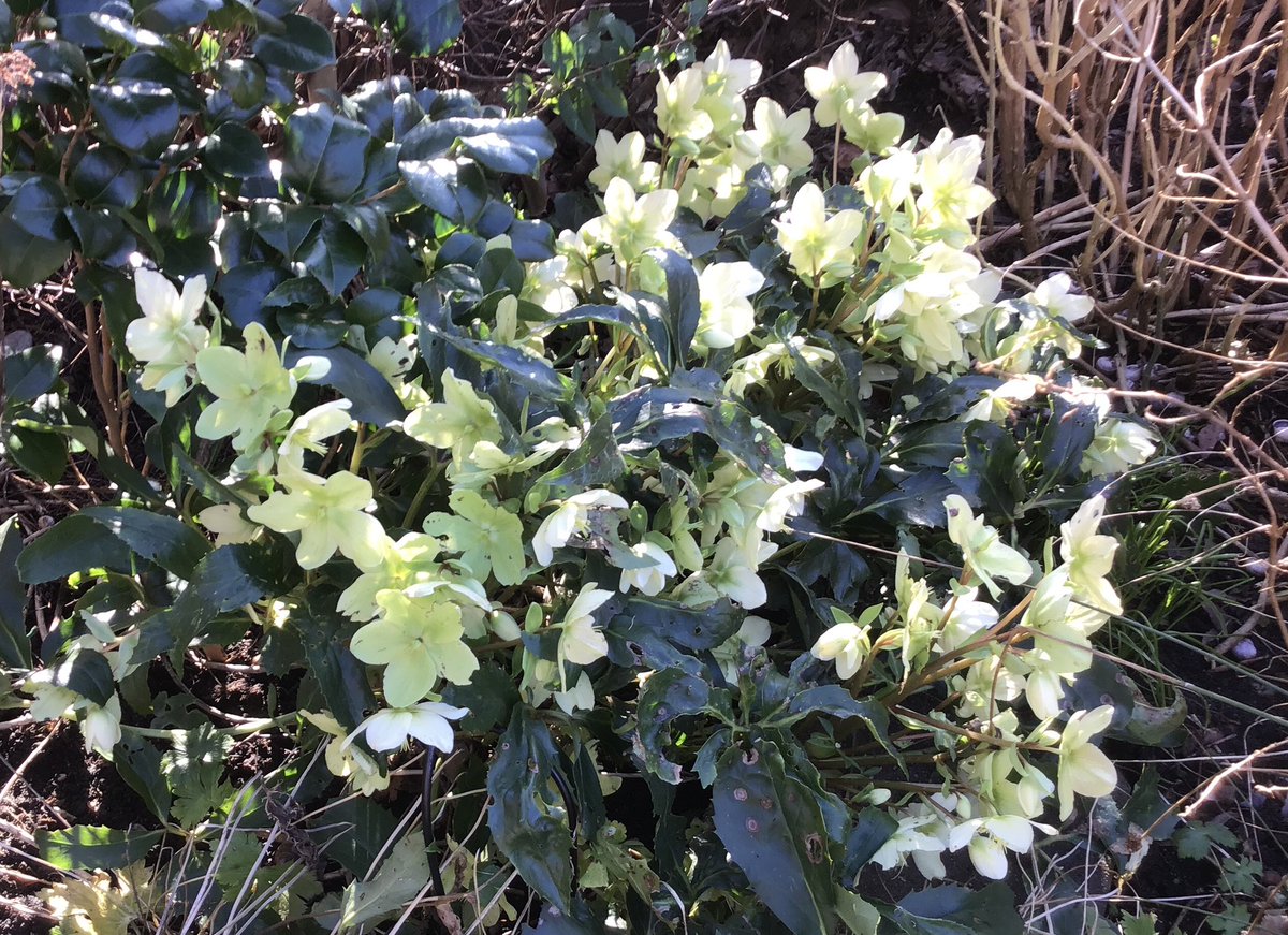Elk jaar staat zij van december tot in het voorjaar weer uitbundig te bloeien. Of het nu regent, sneeuwt, vriest, hagelt, ijzelt, stormt of winterzonnig is, altijd staat zij te pronken. De winterroos in ons voortuintje en dat zonder doornen.