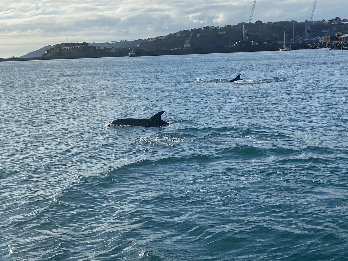 Richard_D_E's tweet photo. Dolphins outside QE 2 https://t.co/sIoGdY4bYb