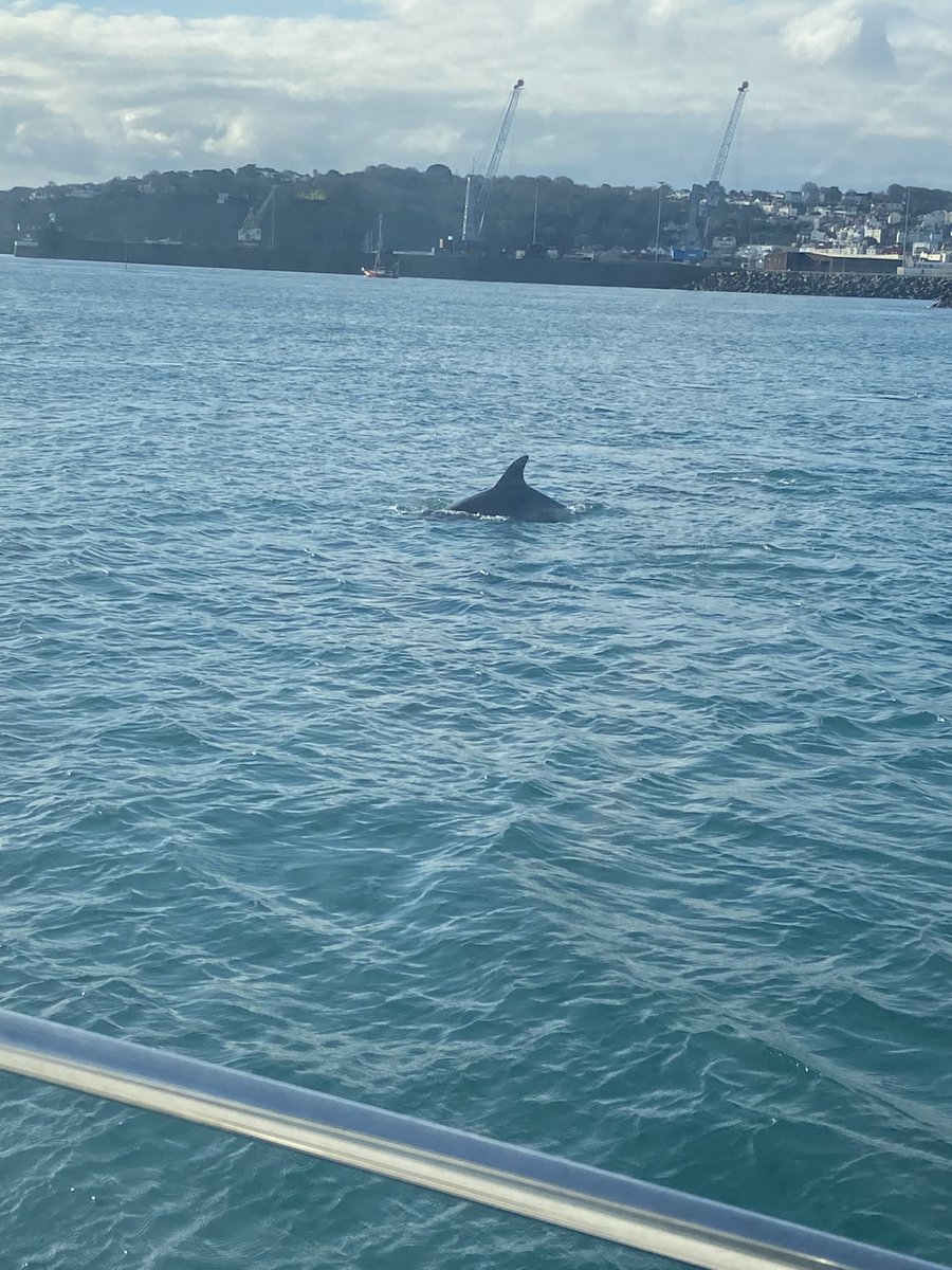 Richard_D_E's tweet photo. Dolphins outside QE 2 https://t.co/sIoGdY4bYb