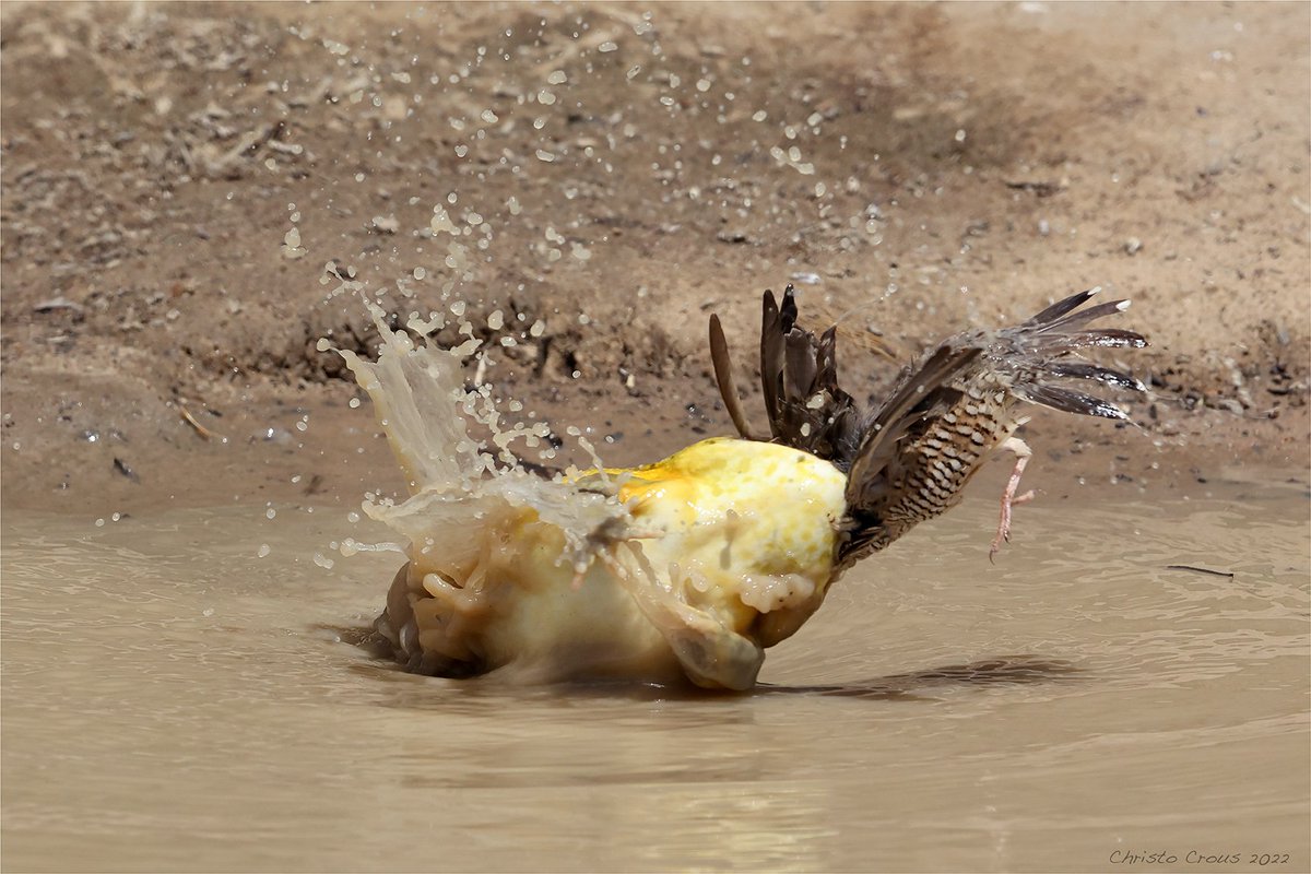 cmkosemen's tweet photo. AMAZING shots of an African bullfrog ( #Pyxicephalus adspersus ) attacking birds from a puddle like a tiny crocodile... Photos by Christo Crous, https://t.co/85UZq2B6Zn https://t.co/IubkoXumAg