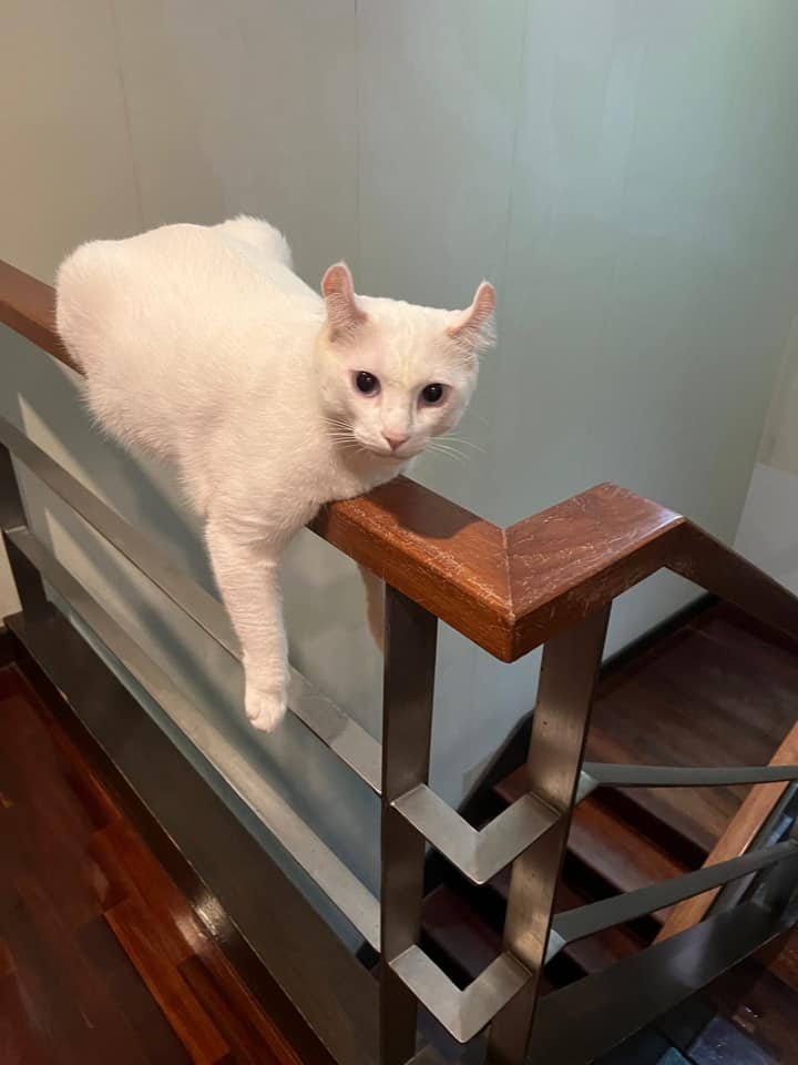 TranslatedCats's tweet photo. Stabbing him without balls. https://t.co/8Caf6oNXpi