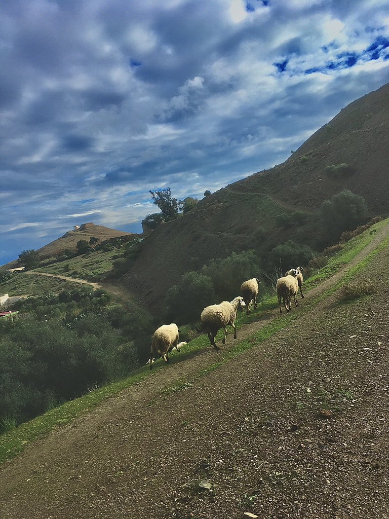 ليوم خرجت نسرح لبهايم ☘️🐑