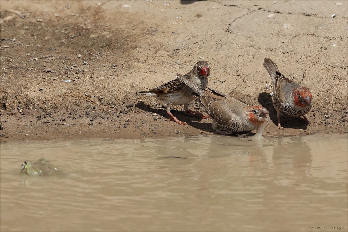 cmkosemen's tweet photo. AMAZING shots of an African bullfrog ( #Pyxicephalus adspersus ) attacking birds from a puddle like a tiny crocodile... Photos by Christo Crous, https://t.co/85UZq2B6Zn https://t.co/IubkoXumAg