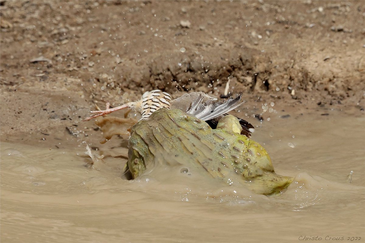cmkosemen's tweet photo. AMAZING shots of an African bullfrog ( #Pyxicephalus adspersus ) attacking birds from a puddle like a tiny crocodile... Photos by Christo Crous, https://t.co/85UZq2B6Zn https://t.co/IubkoXumAg