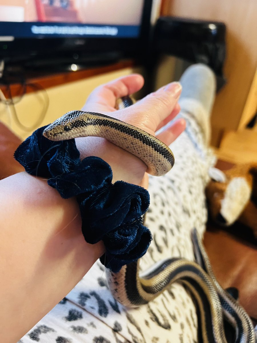 Meet Noodles, she is a Rosy boa, she was gifted to me from a friend who had rescued her, she is around 3ft long so not big, I did have a common boa some time ago and he was 7ft, so this really is a noodle :)