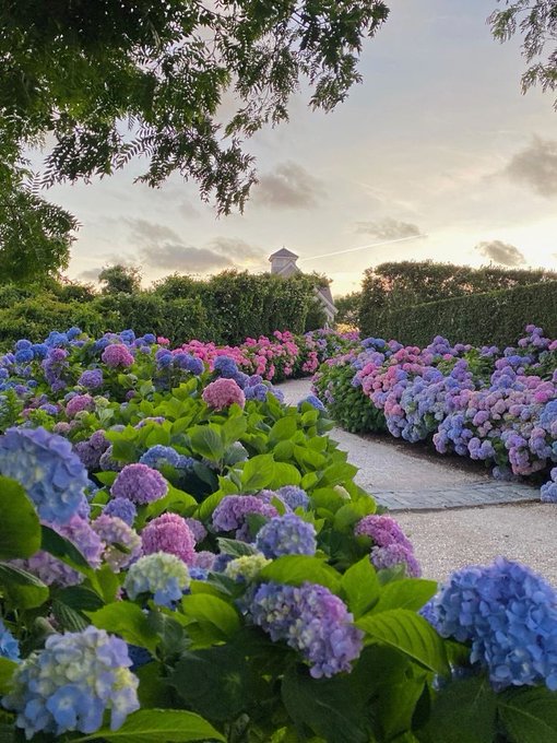 i want to live in this garden https://t.co/4Qpe68RD4w