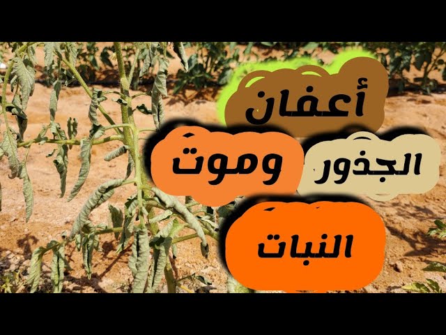 mohaj27's tweet photo. أعـــفان الجـــذور : ( الأسباب – الوقاية – العلاج ) 
تحدث اعفان الجذور للعديد من الاسباب لكن اهمها عدم تهيئة التربة بالصورة المثلي وذلك بعدم تجهيز قنوات لصرف الماء الزائد عن حاجة النبات كثرة الماء(غدف الماء) من اهم اسباب الاصابة بالاعفان https://t.co/YXg11HkwMd
