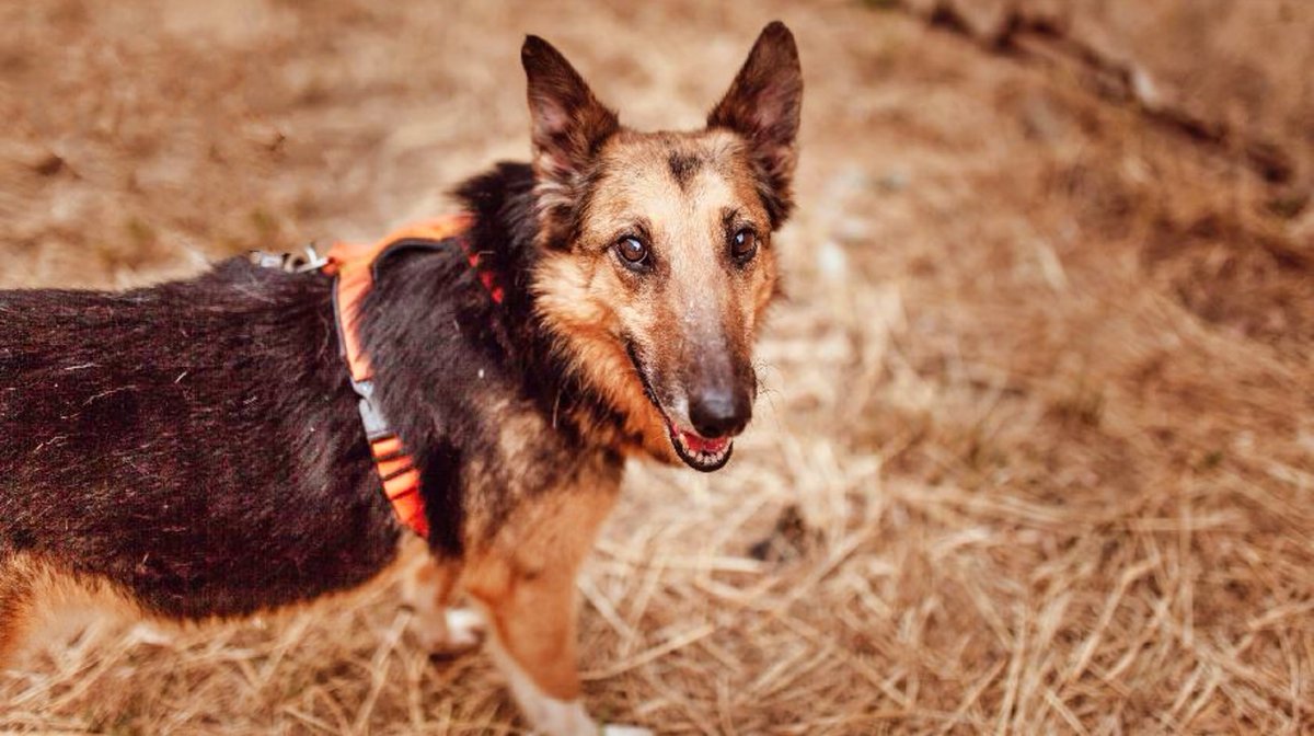 SosAbuelos1's tweet photo. #SEVILLA
#LOQUI es un abuelete de 9 añitos que lleva muchísimo tiempo en el refugio.
Ya es hora que alguien se interese por él y le regale un hogar y mucho amor.
Tiene leishmania controlada, pero hace su vida normal
Ayudadnos con su difusión, por favor
palmaperruna@gmail.com https://t.co/qKCOGfGcJm
