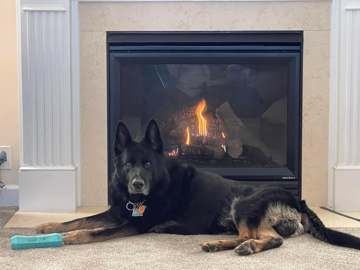 K9 Boo enjoying a cozy Sunday! 
#sundayisforsnoozing 

#pawsofhonor #twoheroesoneleash #jointhepack #onemission #veterinary #veterinarycare #workingdogs #retiredK9 #nonprofit #k9life