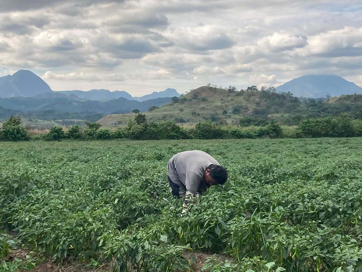 papelphs's tweet photo. 'SIGURO HINDI TOTOO NA WALANG SUPPLY [NG SIBUYAS]... SIGURO TINATAGO LANG NILA'

TIGNAN: Nagtungo ang PAPEL sa mga magsasaka ng Pampanga bilang preparasyon sa darating na Foundation Day sa Feb 6-7. 

#MakiPAPEL
#SupportLocalProduction https://t.co/U8LvFB2VFx