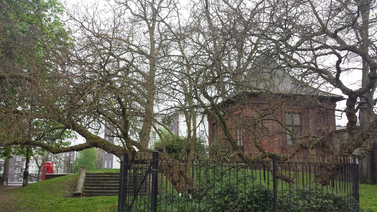 Mulberry Tree at Charlton House. Planted in the 17th Century, over 400 years old #SundayPixTree