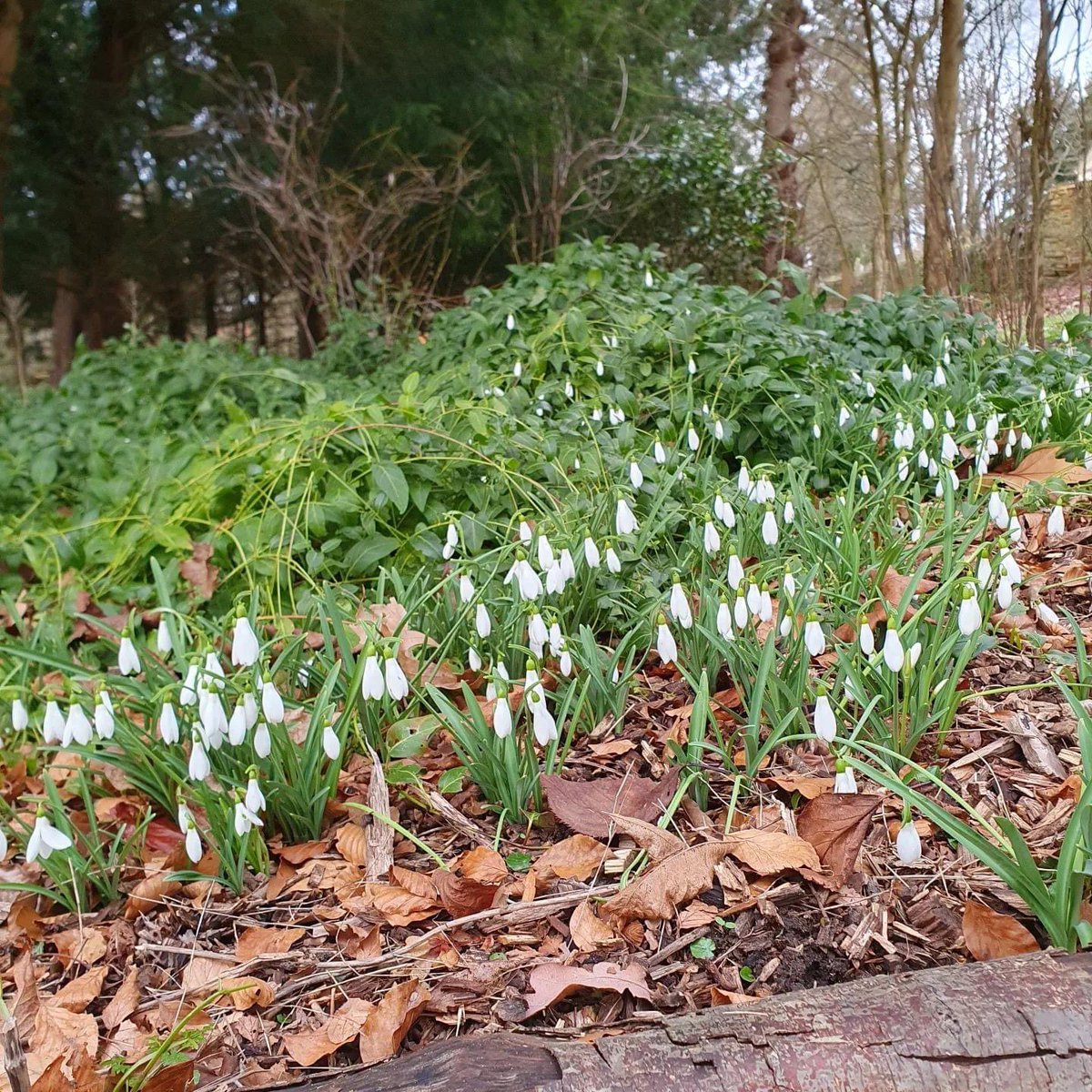 Galanthus Atkinsii, flowers early, looks like Elizabethan pearl drop earrings. One of the best and most reliable of snowdrops, forming clumps, creating a carpet of white loveliness. Gardens open 1 &amp; 5 Feb, 1pm-4pm.
📷 @stephandknee #KingstonBagpuizeHouse #snowdrops #Oxfordshire