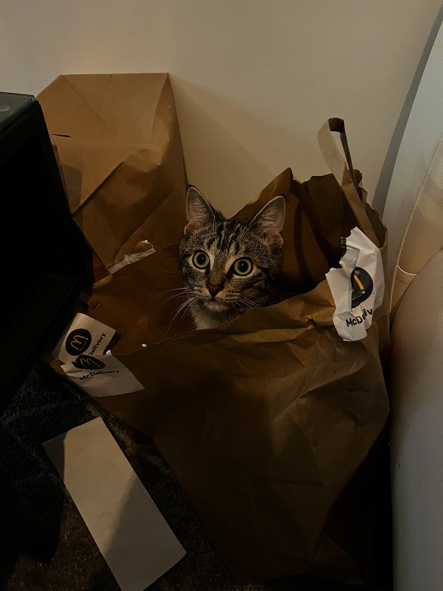 madrockTweet's tweet photo. Bon dimanche! Macdo pour certains. Sachet pour d’autres. Tout est utile 😁 #Chat #macdo #sunday #dimanche https://t.co/2jSXxlmP0S