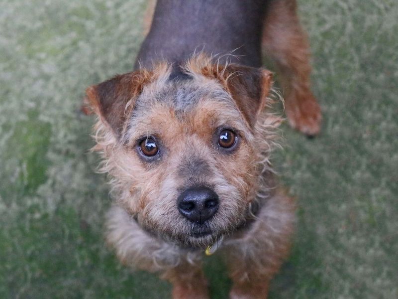 AdoptionsUk's tweet image. Please retweet to help Spice find a home #GLASGOW #SCOTLAND #UK 

Aged 2-5, he is very clever and enjoys training. He&apos;s looking for an adult home as the only pet where he can build his confidence. 

DETAILS or APPLY👇
dogstrust.org.uk/rehoming/dogs/……………

#dogs #pets #AdoptDontShop