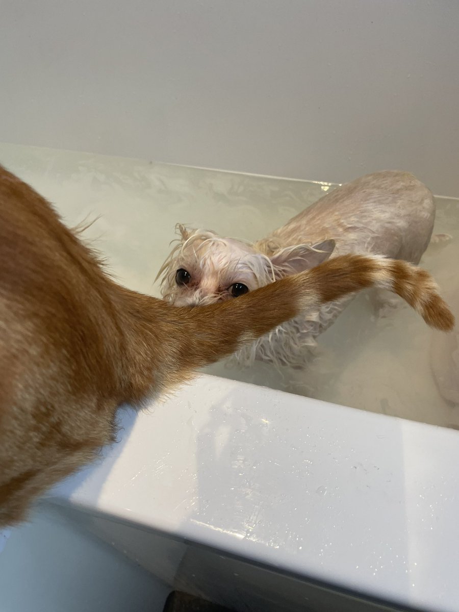RowenaA's tweet photo. It’s bath time for Mr Giz however, someone else wanted to know what was going on!!! 🐾 🐾 #gizdog #bathtime #roccothecat https://t.co/9i3TOvkCPQ