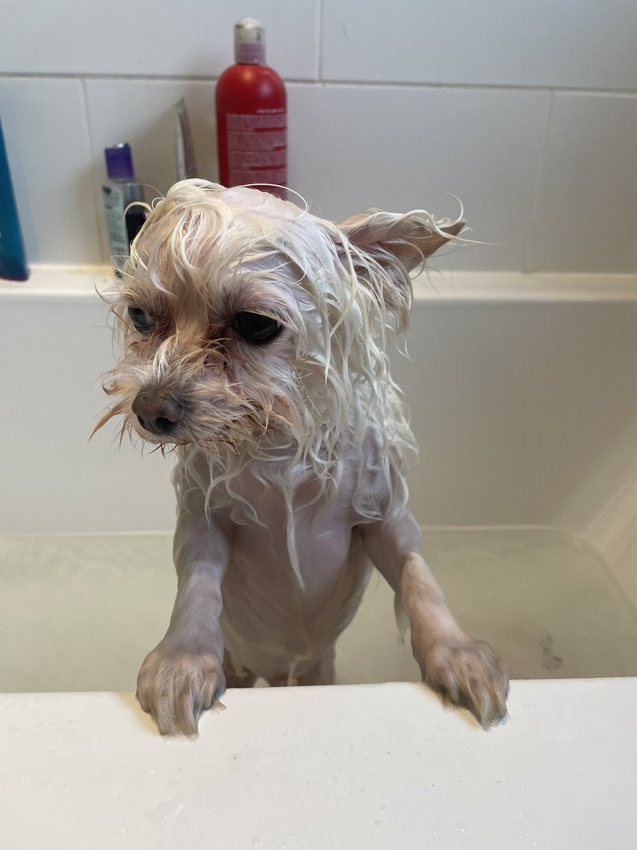 RowenaA's tweet photo. It’s bath time for Mr Giz however, someone else wanted to know what was going on!!! 🐾 🐾 #gizdog #bathtime #roccothecat https://t.co/9i3TOvkCPQ