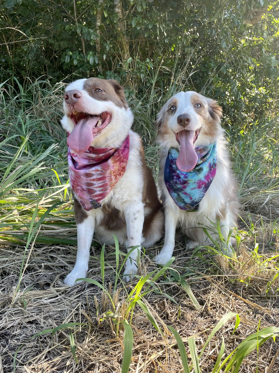 After our hike last week. Fun and exhausted 😂 
#DogsOnTwitter #dogstuff #hikingdogs #twitterdogcommunity