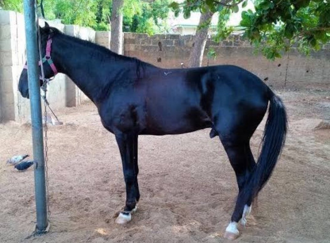 Moses2Sapele's tweet photo. Horse when I buy just yesterday I come outside this morning I no see am now I gats buy fuel to find am 😭 https://t.co/VNxXzhkVvC