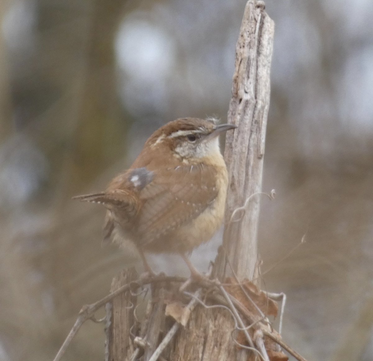 abigailinqueens's tweet photo. Two singing Carolina wrens in Kissena Park today. @BirdQueens https://t.co/cljDPMfOHM