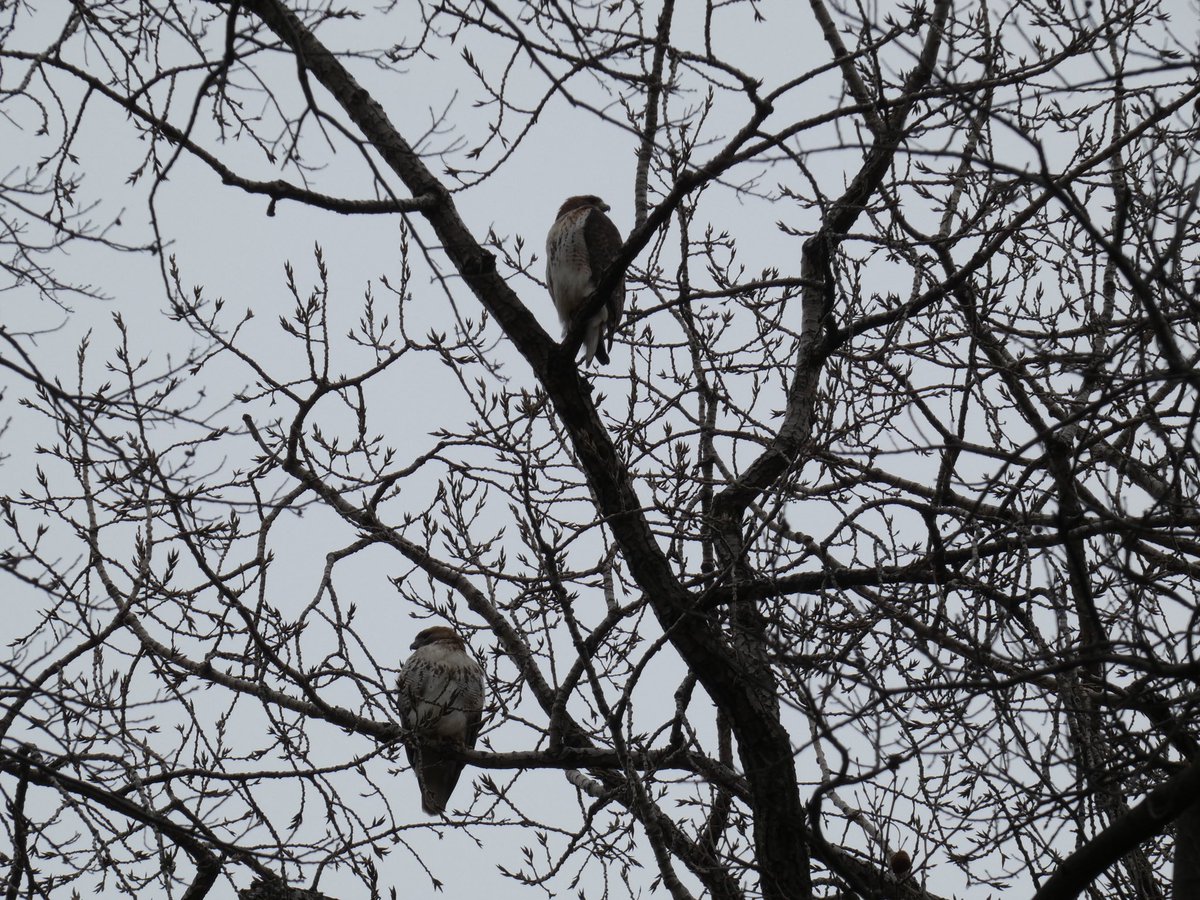abigailinqueens's tweet photo. A reminder that spring will be here soon: red-tailed hawks together!
@BirdQueens @AllianceForFMCP https://t.co/NGuJztsE1B