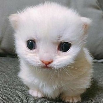 taro. (@volteurs) on Twitter photo 