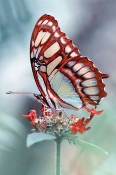 Butterfliesgeo's tweet photo. Butterfly 🦋🦋🦋 https://t.co/IzAo6HfSGp