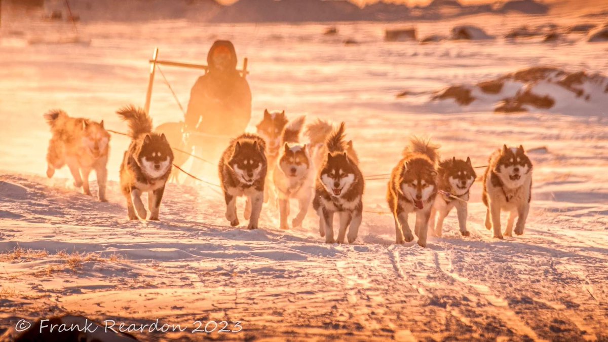 FrankReardon1's tweet photo. Wonderful day to see some #Qimmiq enjoying a run in #Iqaluit #Nunavut JAN.29.2023 #InuitDog #dogsledding #tournunavut #ShareYourWeather -38C #arcticviews #arcticlife #arctic @TravelNunavut https://t.co/z0wxXVgvSb