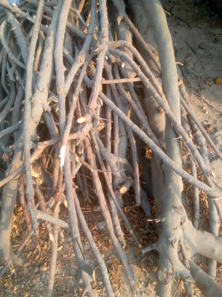 KarlyKheyly's tweet image. Some Ghanaians have gone back to the traditional style of cooking. Before, they used to prepare food with charcoal, then later moved to gas but after prices of both increased, they have gone back to the use of fire woods. @TDzineku @kodwoboateng #mediacourse