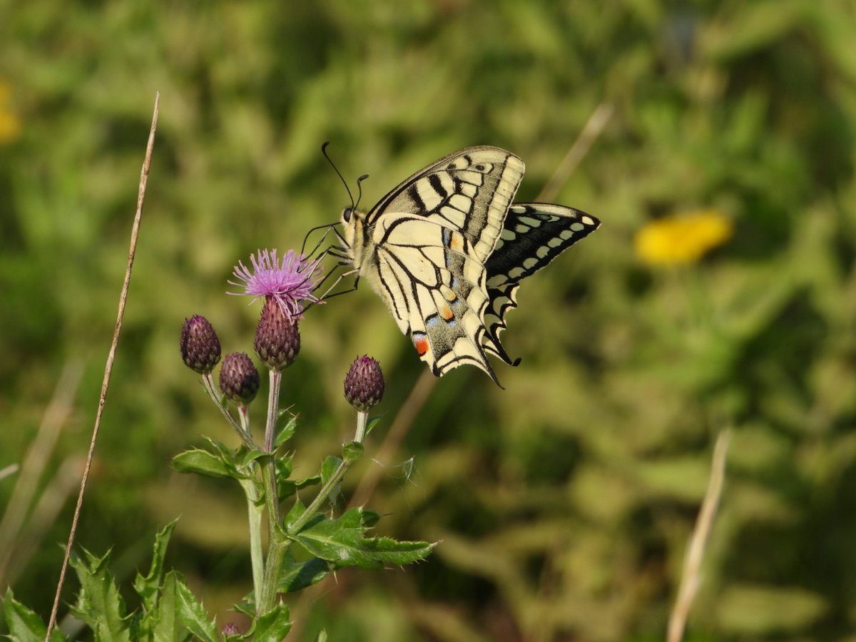Nog een paar foto's van deze Fantastisch mooie vlinder #koninginnenpage #vlindermaand fijne avond allemaal #laatdenatuurnietstikken