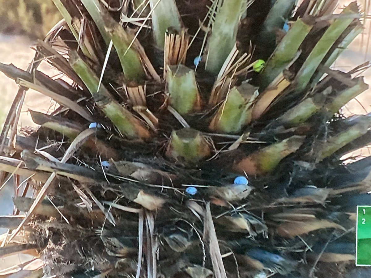 TheGolfDivoTee™  tweet media