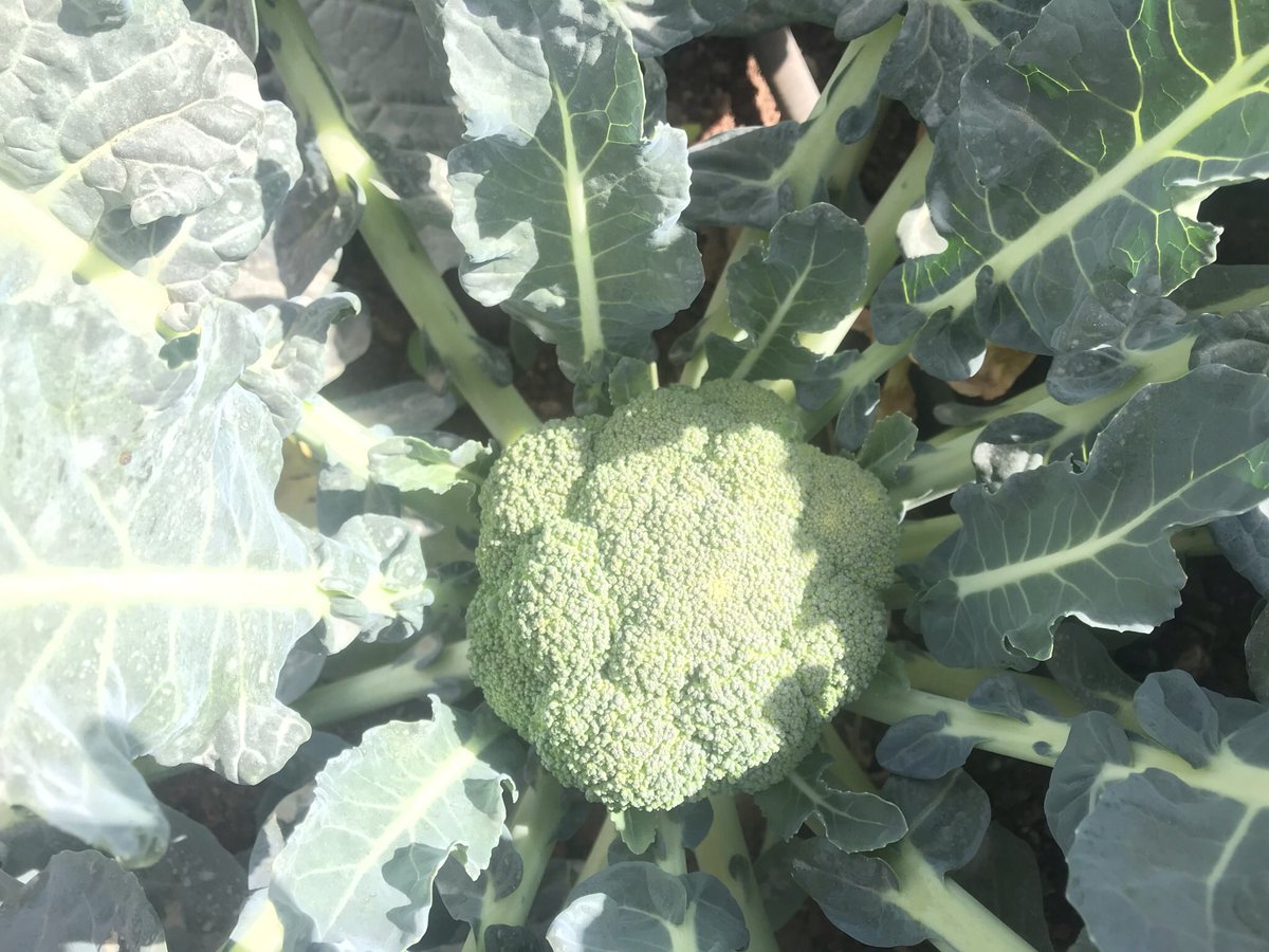 Capitafarm tweet picture
