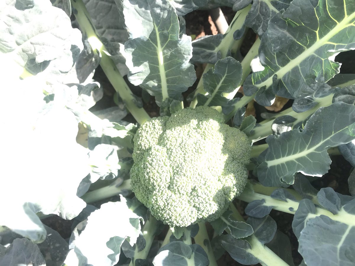 Capitafarm tweet picture