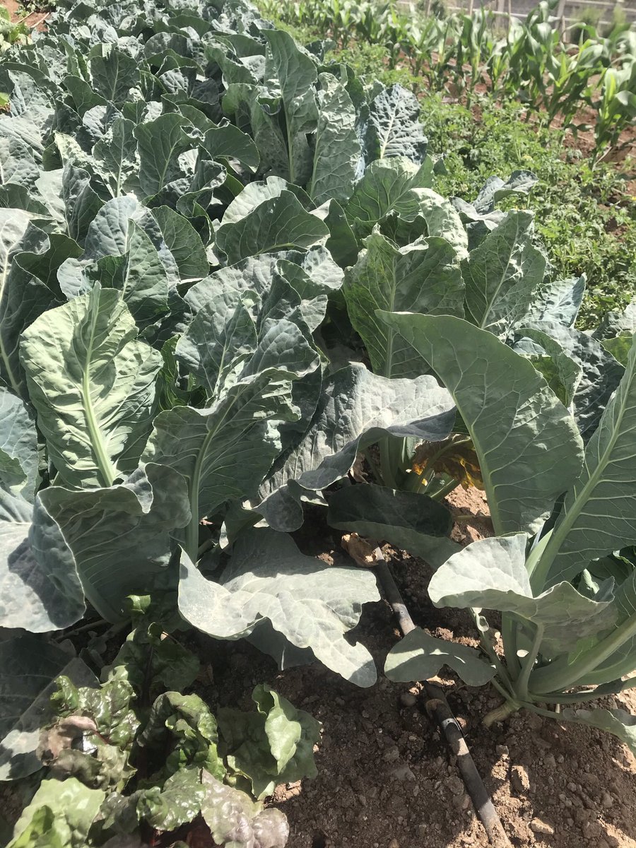 Capitafarm tweet picture