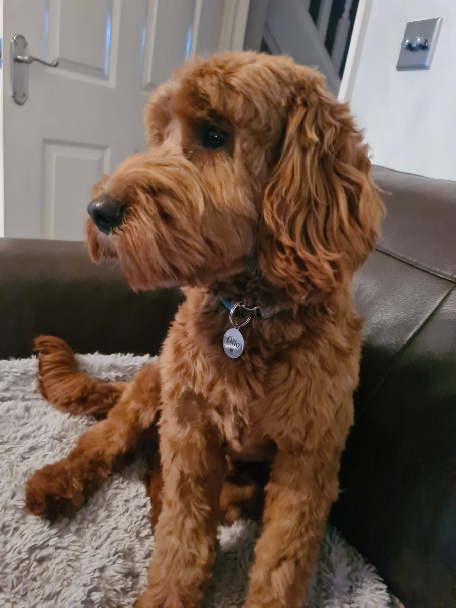 Eeekkk how can you be 8 months already 😫 

All groomed &amp; gorgeous 😍 

My spoilt happy pup Otto ❤️❤️❤️