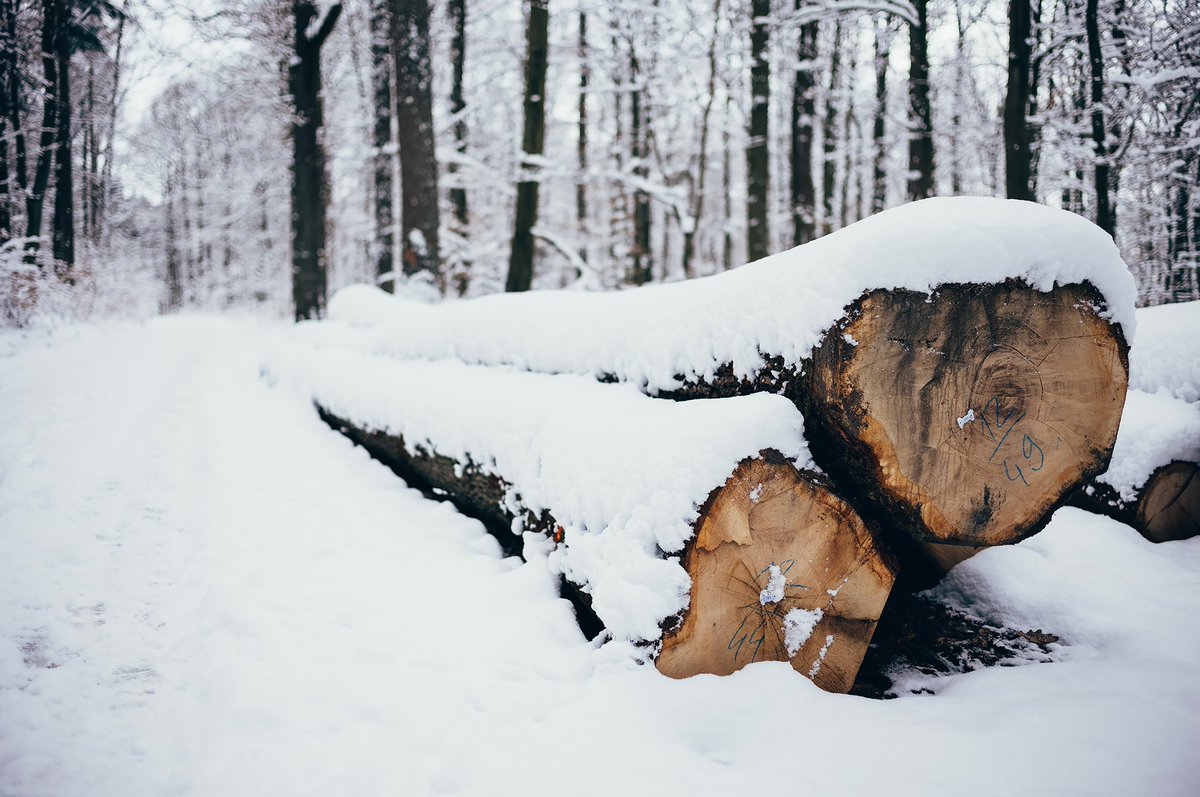 #Snow-covered #logs | #Flickr kurz.co/h0

🗓 01-2023 | 📷 #LeicaM11 | ⚪️ #SummiluxM #35mm | 🎞️ #RNIfilms #Kodak #Ektar #SummiluxM35mmFLEII #Leica #LeicaM #LeicaCamera #ライカ #photo #photography #madeinwetzlar #Summilux #FLE2 #bokehlicious #玉ボケ #depthoffield