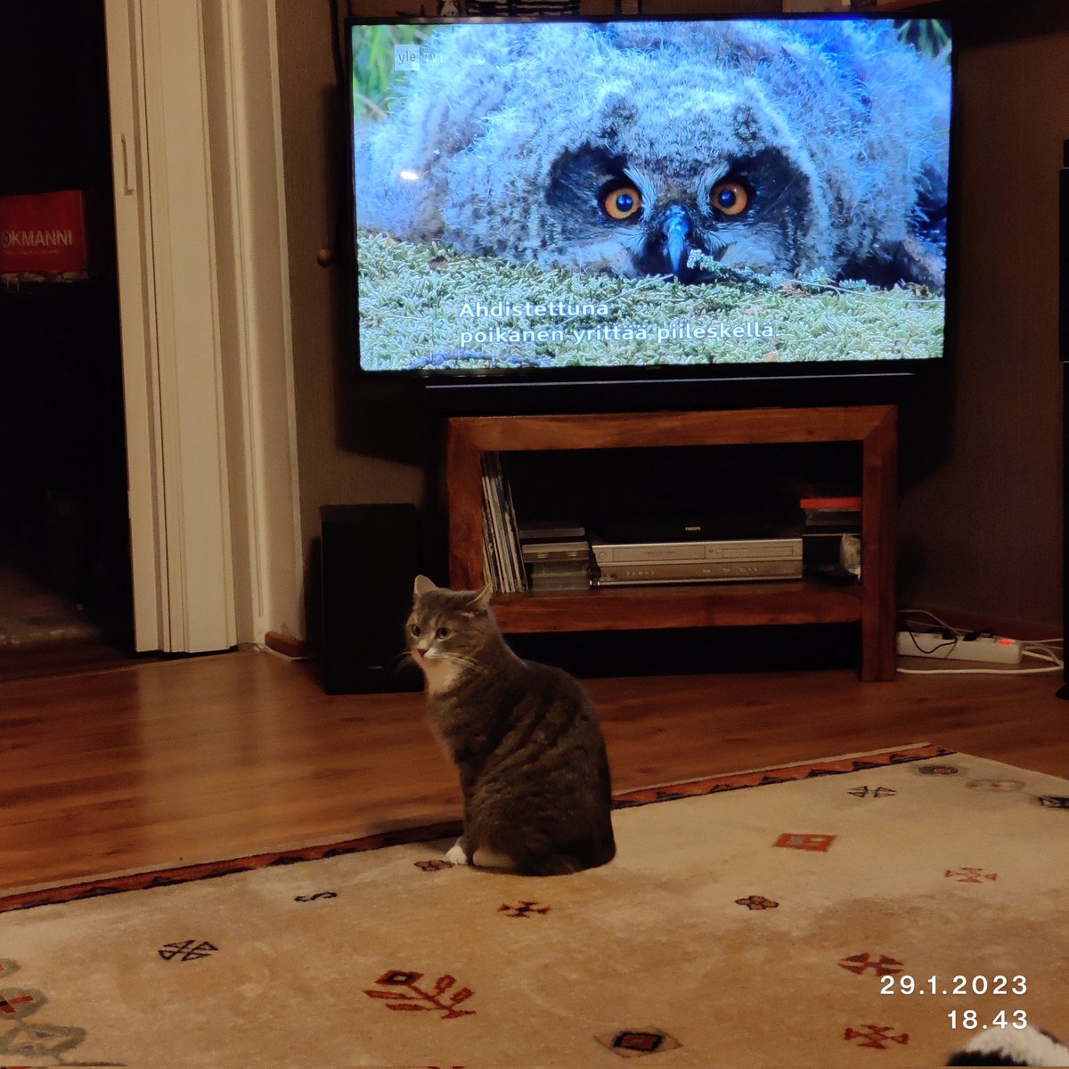 rintala_sirpa's tweet photo. Pätkän lempiohjema
#pätkämöttönen
#CatsOfTwitter
#instakissa https://t.co/whqL6SKIJ2